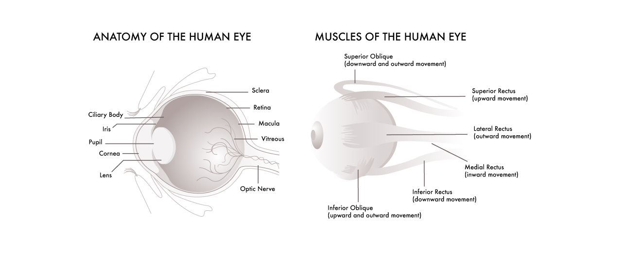 Glassesgallery lens info image - Pic